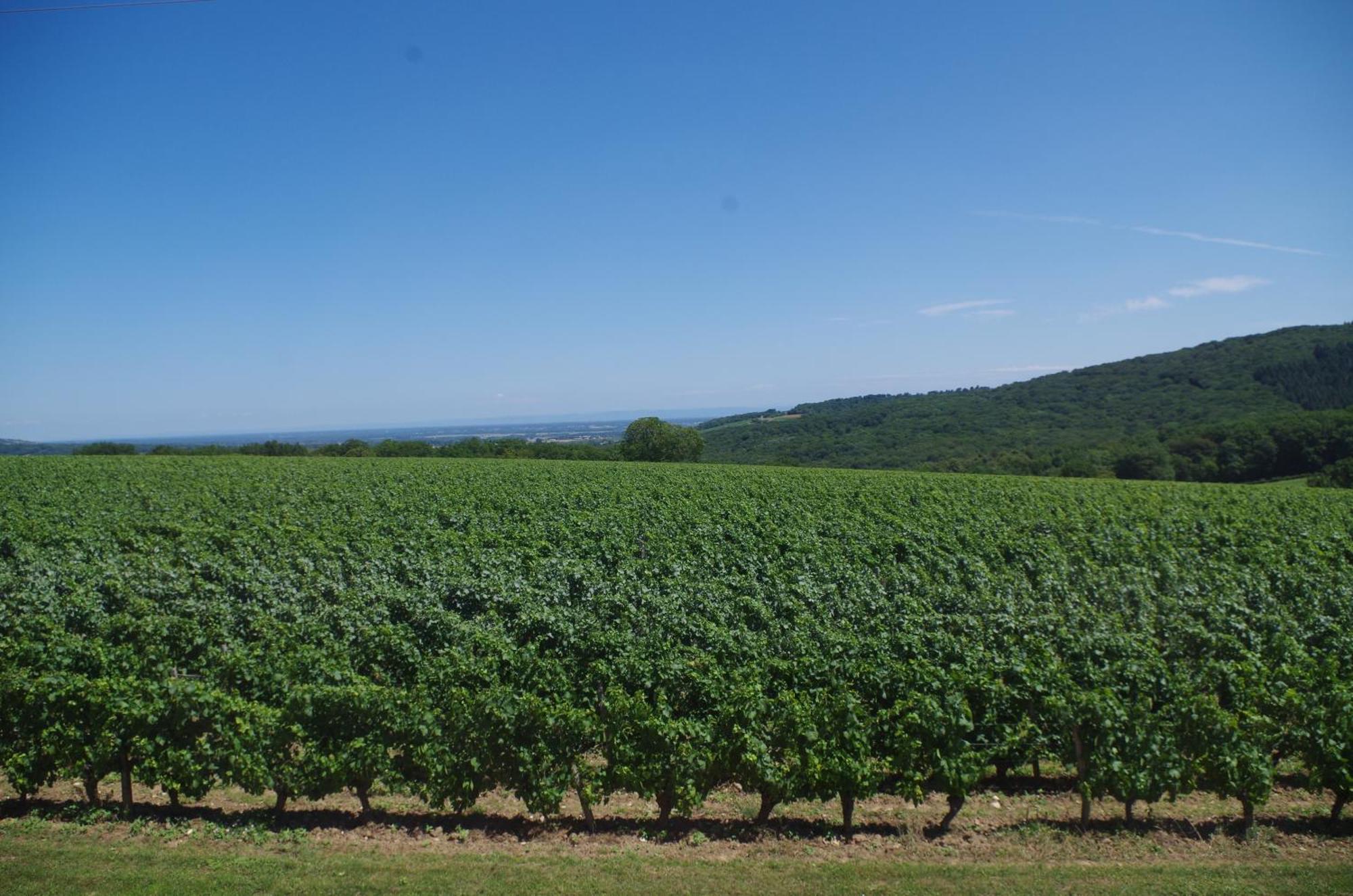 Domaine Joseph Lafarge Wine Resort Winemaker House La Maison Du Negociant Lugny Bagian luar foto